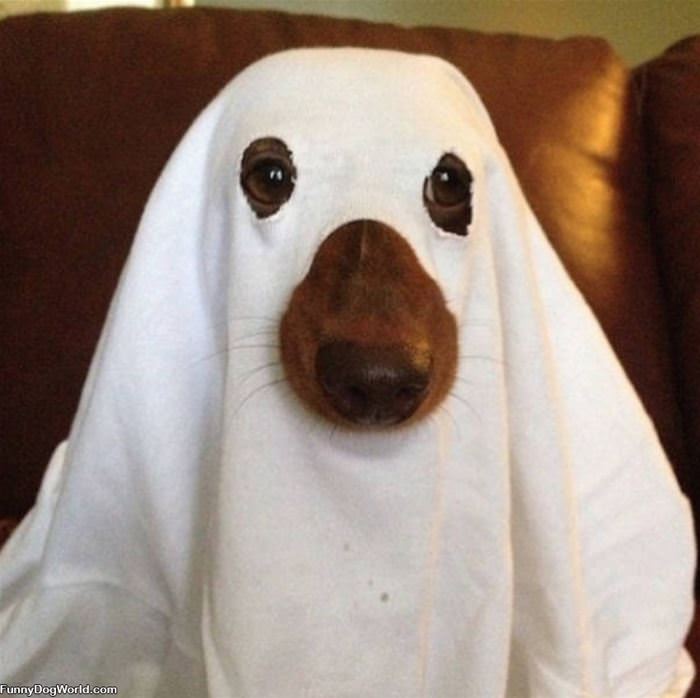 Ghost Dog | Funnydogworld.com